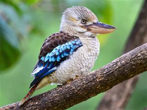 Kookaburra 